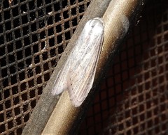 Prionopterina grammatistis