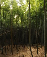 Phyllostachys edulis