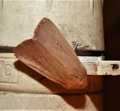 Leucania abdominalis