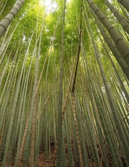 Phyllostachys edulis