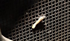 Anatrachyntis rileyi