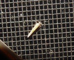 Anatrachyntis rileyi