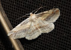 Syneora lithina
