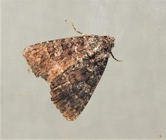 Condica aroana