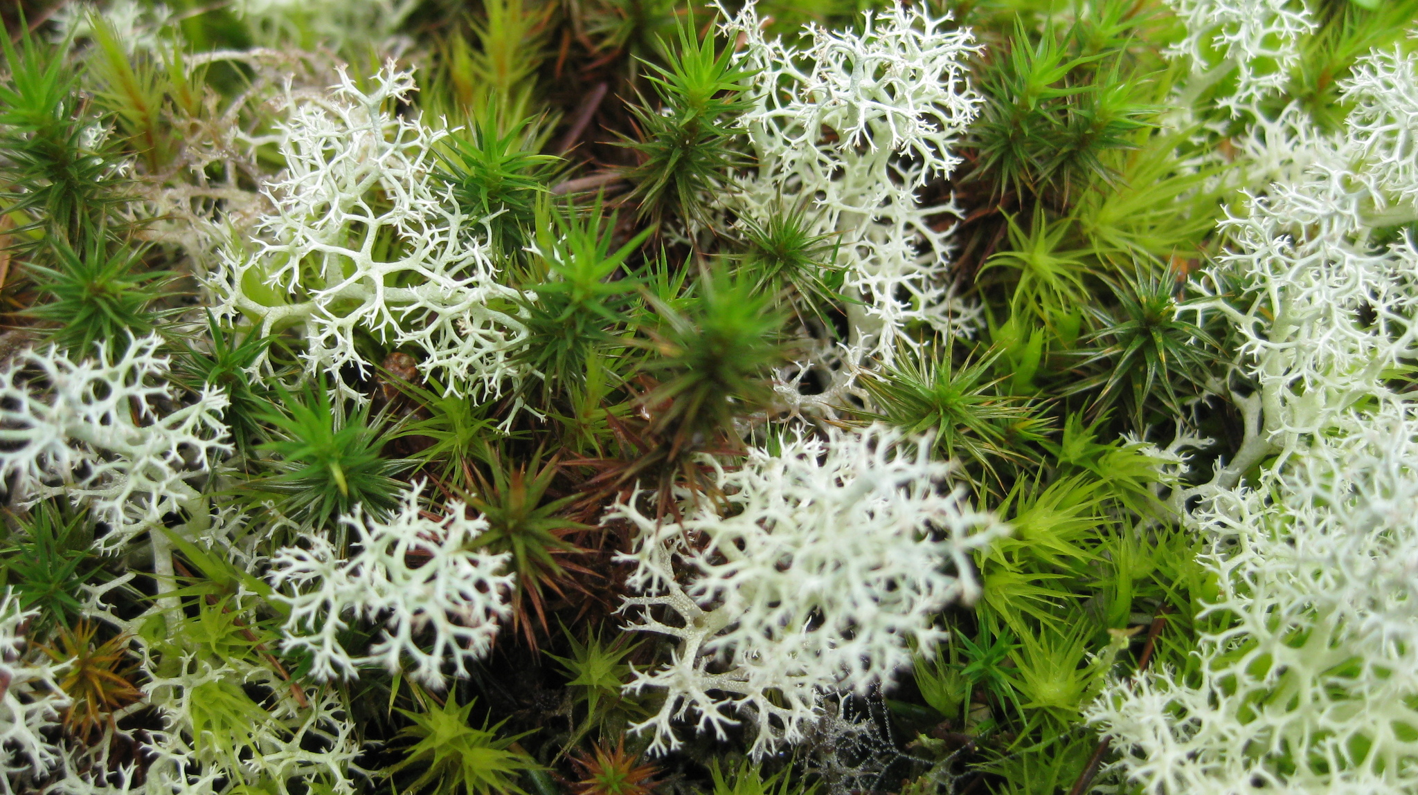 Cladonia portentosa image