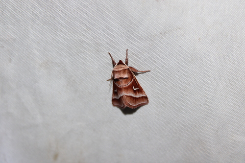 Marsh Fern Moth photo 5