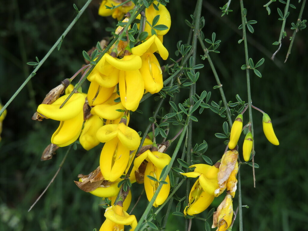 Portuguese broom