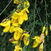 Portuguese Broom - Photo (c) jonatan_antunez, some rights reserved (CC BY-NC), uploaded by jonatan_antunez