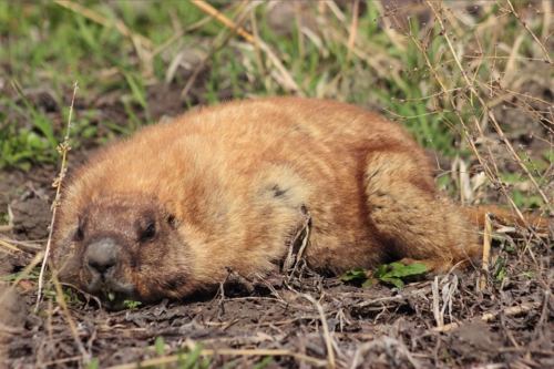 Forest Steppe Marmot