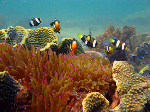 Black clown (Amphiprion clarkii) — Pomacentridae — 3