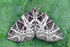 Eustroma reticulata