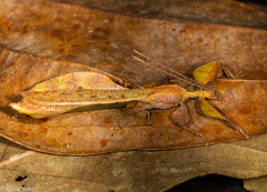 Pulchriphyllium bioculatum