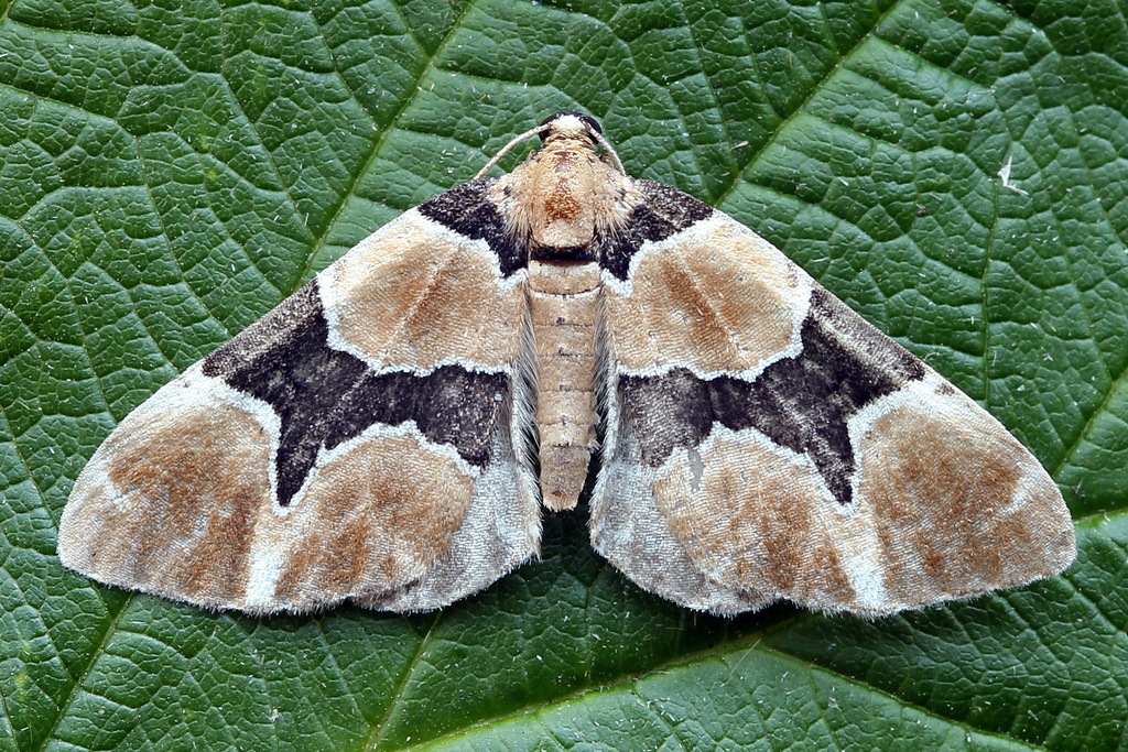 Marsh Carpet