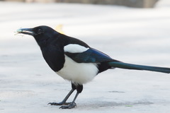 Hierodula tenuidentata