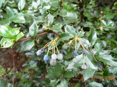 Berberis ilicifolia