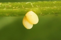 Gandaritis pyraliata