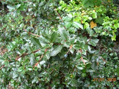 Berberis ilicifolia