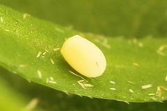 Gandaritis pyraliata