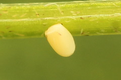 Gandaritis pyraliata