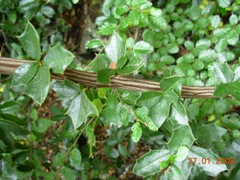 Berberis ilicifolia