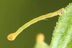 Gandaritis pyraliata