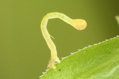 Gandaritis pyraliata