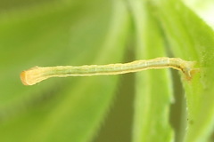 Gandaritis pyraliata