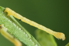 Gandaritis pyraliata