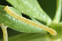 Gandaritis pyraliata