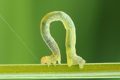 Gandaritis pyraliata