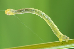 Gandaritis pyraliata