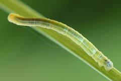 Gandaritis pyraliata