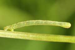 Gandaritis pyraliata