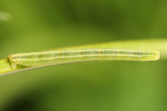 Gandaritis pyraliata