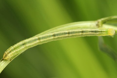 Gandaritis pyraliata