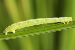 Gandaritis pyraliata