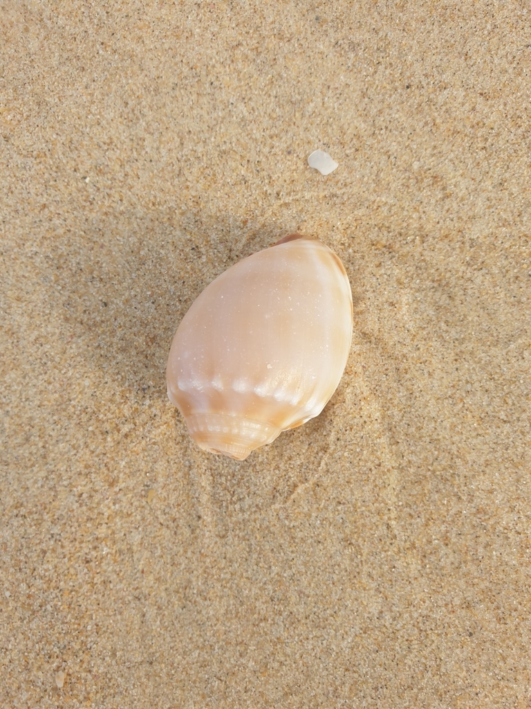 Banded Bonnet Snail from Bundagen NSW 2454, Australia on June 12, 2023 ...
