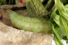 Gandaritis pyraliata