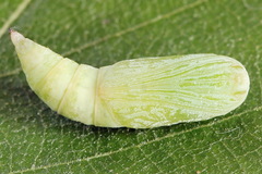 Gandaritis pyraliata