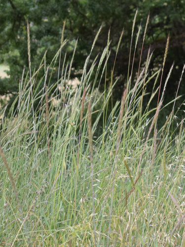 Blue Wildrye