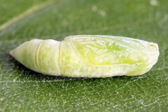 Gandaritis pyraliata