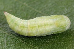 Gandaritis pyraliata