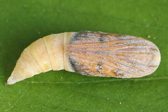 Gandaritis pyraliata