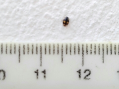 Hyperaspis festiva