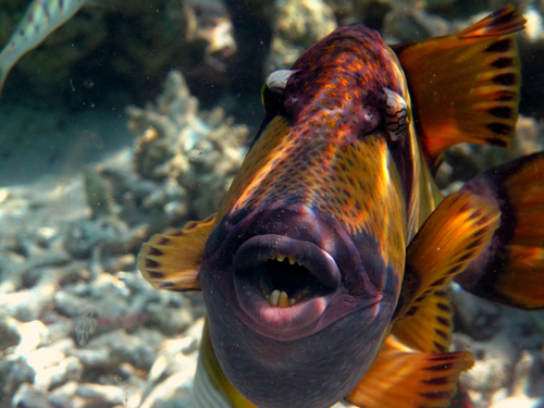 Titan Triggerfish — seen at this dive site