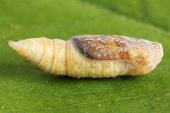 Gandaritis pyraliata