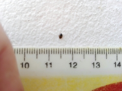 Hyperaspis festiva