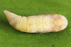 Gandaritis pyraliata