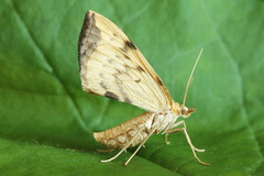 Gandaritis pyraliata