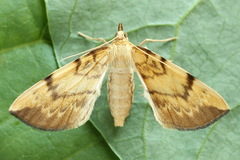 Gandaritis pyraliata